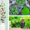 Exploring the Safety and Effectiveness of Herbal Medicine for Holistic Health and Anti-Aging