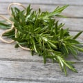 Benefits and Uses of Common Herbs for Holistic Health and Anti-Aging